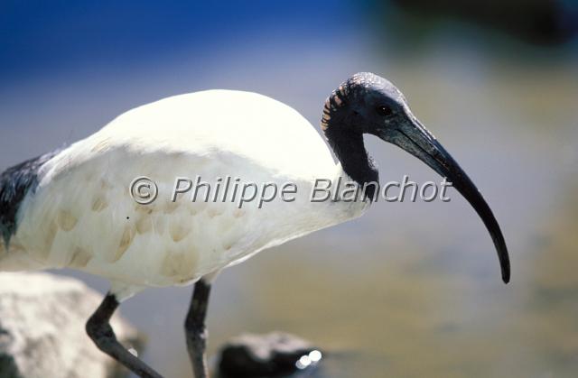 threskiornis molucca.JPG - Ibis à cou noirThreskiornis moluccaAustralian IbisThreskiornithidésAustralie